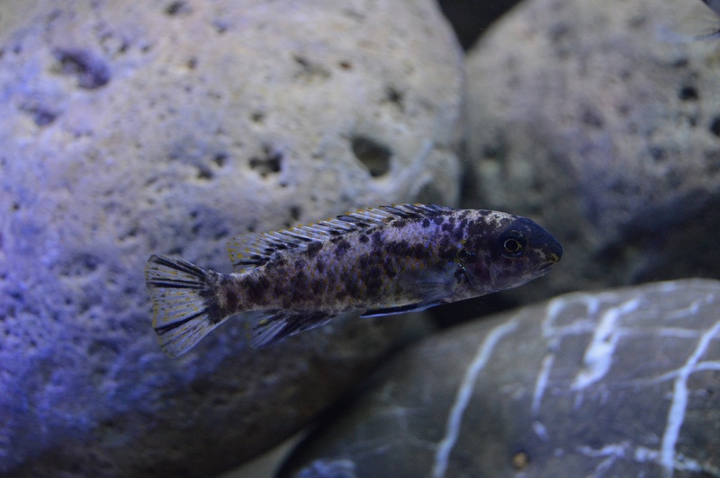 Labeotropheus trewavasae 'Higga Reef'